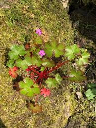 Attēlu rezultāti vaicājumam “Geranium molle leaf”