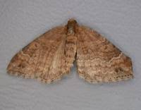 Attēlu rezultāti vaicājumam “Xanthorhoe spadicearia”