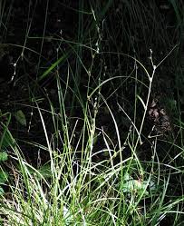 Attēlu rezultāti vaicājumam “Carex remota fruit”