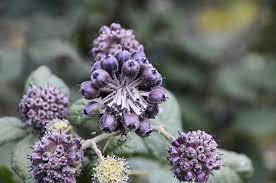 Attēlu rezultāti vaicājumam “Eleutherococcus sessiliflorus”