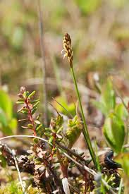 Attēlu rezultāti vaicājumam “Carex dioica”