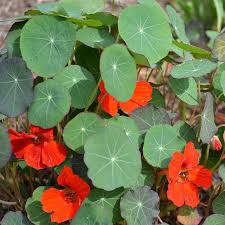 Image result for Tropaeolum minus