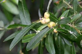 Attēlu rezultāti vaicājumam “Rabdophaga heterobia”