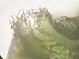 Attēlu rezultāti vaicājumam “Lophozia excisa”