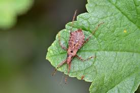 Attēlu rezultāti vaicājumam “Himacerus apterus”