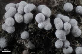 Attēlu rezultāti vaicājumam “Physarum bivalve sessile”