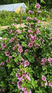 Image result for Malva sylvestris 'Zebrina'