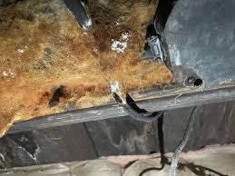 Attēlu rezultāti vaicājumam “Stemonitopsis aequalis var. microspora spores”