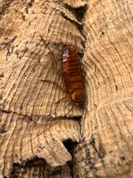 Image result for periplaneta americana