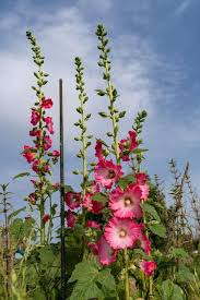 Image result for Alcea (althaea) rosea