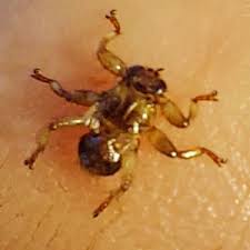 Attēlu rezultāti vaicājumam “Lipoptena cervi”