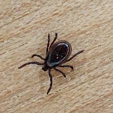 Attēlu rezultāti vaicājumam “Ixodes male”