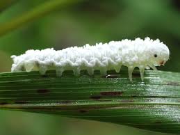 Attēlu rezultāti vaicājumam “Eriocampa ovata”