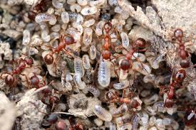 Attēlu rezultāti vaicājumam “Myrmica rubra”