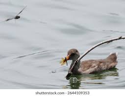 Attēlu rezultāti vaicājumam “Gallinula chloropus juvenile”