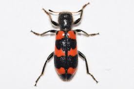 Attēlu rezultāti vaicājumam “Trichodes apiarius”