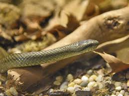 Attēlu rezultāti vaicājumam “Coronella austriaca”