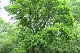 Attēlu rezultāti vaicājumam “Kalopanax septemlobus”