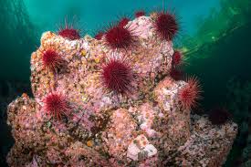 Image result for Mesocentrotus franciscanus