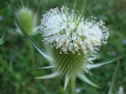 Image result for Dipsacus laciniatus