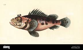 Image result for Scorpaena porcus