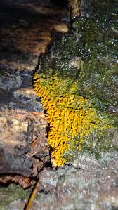 Attēlu rezultāti vaicājumam “Badhamia utricularis spores”