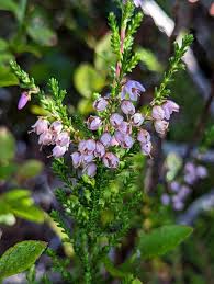 Attēlu rezultāti vaicājumam “Calluna vulgaris bud”