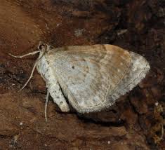 Attēlu rezultāti vaicājumam “Xanthorhoe montanata”