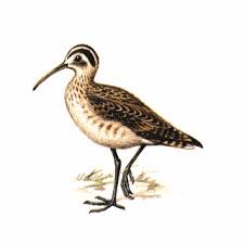 Image result for Numenius minutus