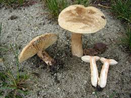 Attēlu rezultāti vaicājumam “Lactarius”