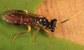 Attēlu rezultāti vaicājumam “Pamphiliidae”