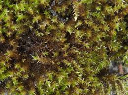 Attēlu rezultāti vaicājumam “Brachythecium”