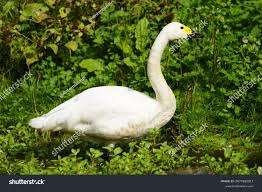 Attēlu rezultāti vaicājumam “Cygnus columbianus”