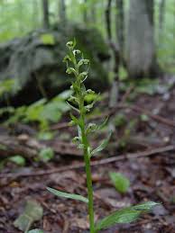 Attēlu rezultāti vaicājumam “Coeloglossum viride flower”