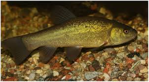 Image result for Tinca tinca