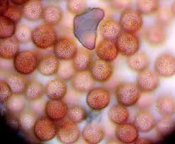 Attēlu rezultāti vaicājumam “Badhamiopsis praetermissa macro”