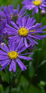 Image result for Aster amellus