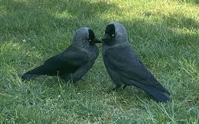 Attēlu rezultāti vaicājumam “Corvus monedula adult”