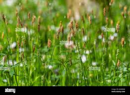 Attēlu rezultāti vaicājumam “Carex pilosa flower”