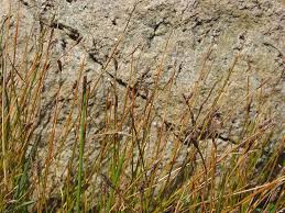 Attēlu rezultāti vaicājumam “Eleocharis uniglumis fruit”