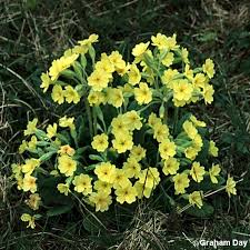 Attēlu rezultāti vaicājumam “Primula x polyantha”