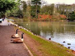 Image result for Newton - Le - Willows A R L F C