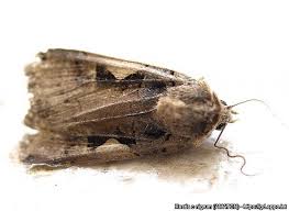 Attēlu rezultāti vaicājumam “Xestia c-nigrum”