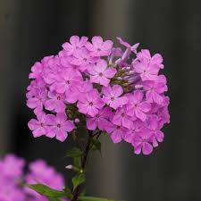 Attēlu rezultāti vaicājumam “Phlox paniculata”