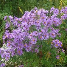 Image result for Aster
