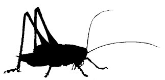 Attēlu rezultāti vaicājumam “Metrioptera brachyptera”