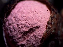 Attēlu rezultāti vaicājumam “Lycogala roseosporum”