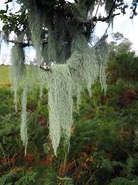 Attēlu rezultāti vaicājumam “Usnea filipendula”
