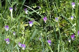 Attēlu rezultāti vaicājumam “Viola tricolor subsp. matutina”