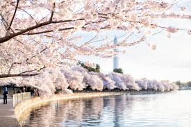 Image result for "cherry blossom" washington